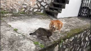 Pui Kia Fights Ginger Stray! #cat