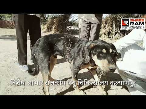 वीडियो: कुत्तों में ग्लाइकोजन भंडारण रोग