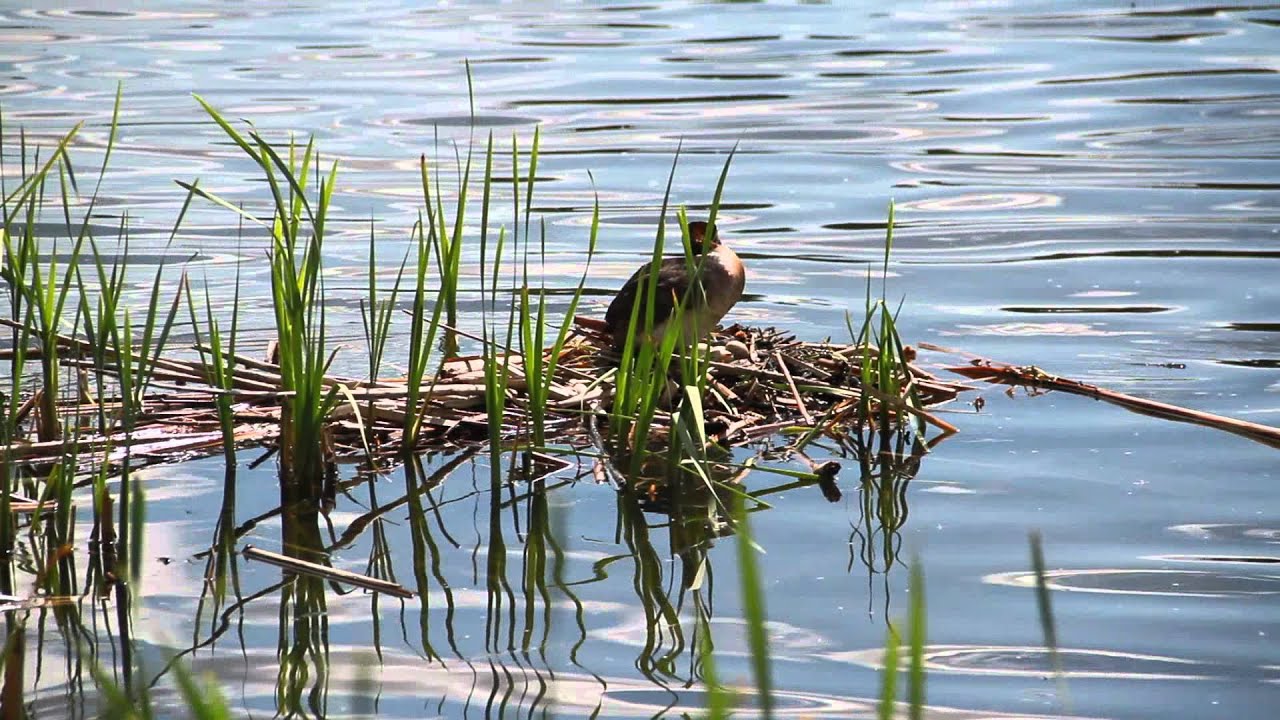Red necked grebe nest with Eggs. RAW