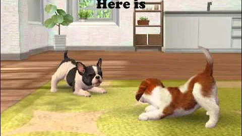 Nintendogs + Cats - Cheats, Tips and Hints