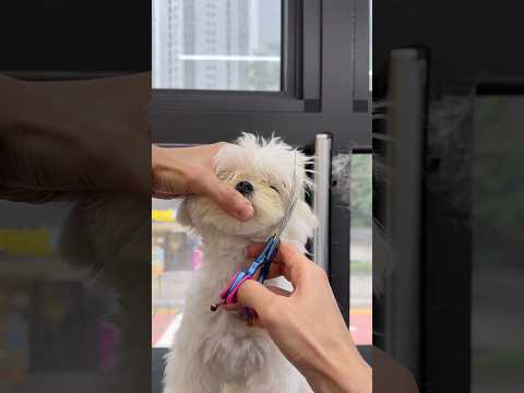 관리하기 편한 말티즈 미용✂️🤍 알머리컷