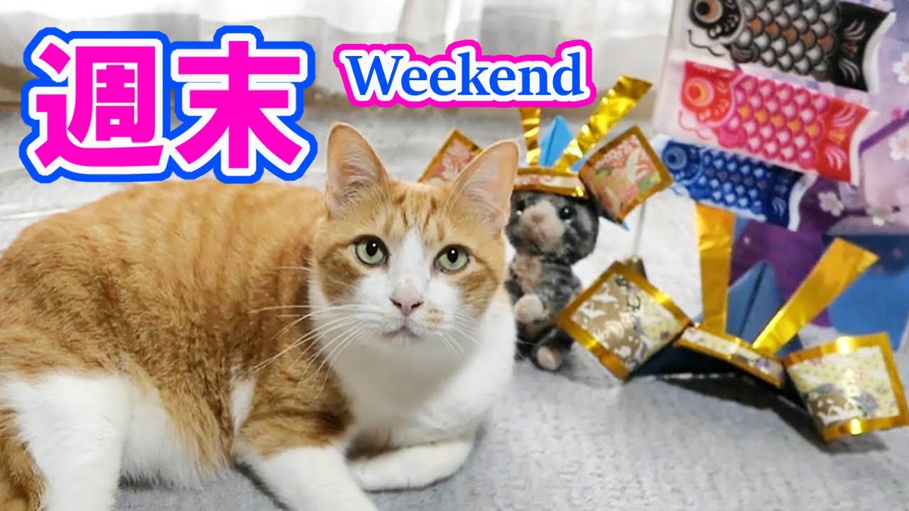 楽しい週末を過ごした猫 / The cat had a fun weekend - YouTube