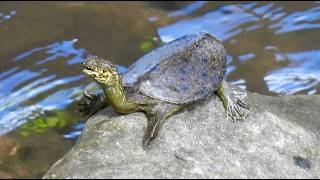 Information 1150822 The Chinese softshell turtle sunbathing at Bei-Shi creek in Pin-Lin. News