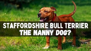 Staffordshire Bull Terriers: Unveiling Their Unique Qualities