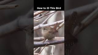 Can you identify this small bird