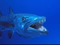 Barracuda gigante atacando, Wild life, Reino animal, Animals, animais extinção, animais marinhos