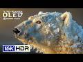 Best of Stunning 16K Video | 8K HDR Dolby Vision 240FPS (8K/4K Video TV)