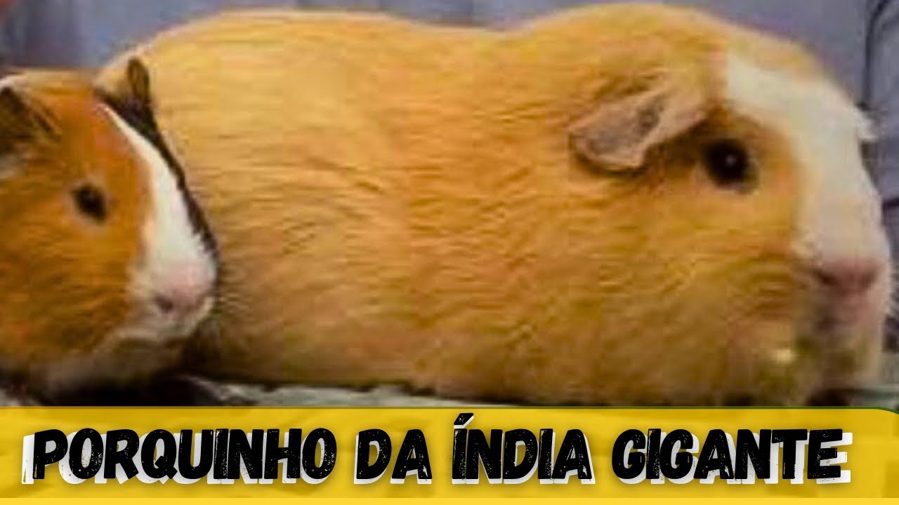 PORQUINHO DA ÍNDIA GIGANTE / SÍTIO DO RB