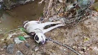 'Save me' the paralyzed dog cried loudly next to the ditch with the heavy chain