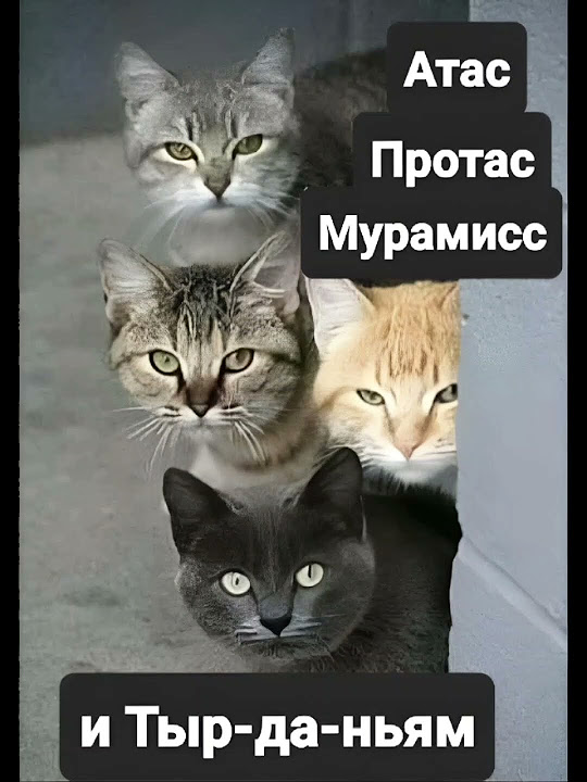 Чёрный кот-дорогу перейдёт# shorts - YouTube
