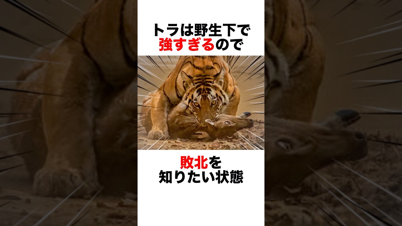 野生下で強すぎるトラは敗北を知りたい‼️😂　#動物 #animals #雑学