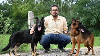 First Time On Youtube Working Line German Shepherd v/s Showline  German Shepherd