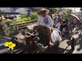 Water Buffalo festival held in Philippines: Locals believe ancient ritual brings good harvest