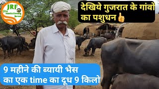👍 Gujrati Buffalo Breed.👍 Milk 24-25 Litres a day👍 Price around 1.2 Lakh Rs.👍