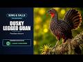 Dusky-legged Guan Song & Calls | Penelope obscura | Spectrogram