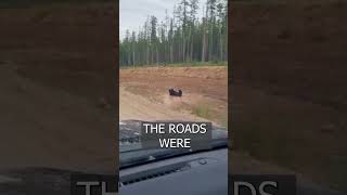 Bear taking a bath in a PUDDLE