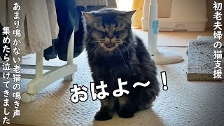 あまり鳴かない子猫のようにかわいい老描の鳴き声を集めていたら こっちが泣けてきました 野良猫支援 Youtube