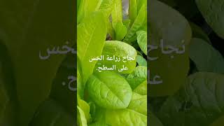 نجاح زراعة الخس على السطح. garden زراعة gardening plants