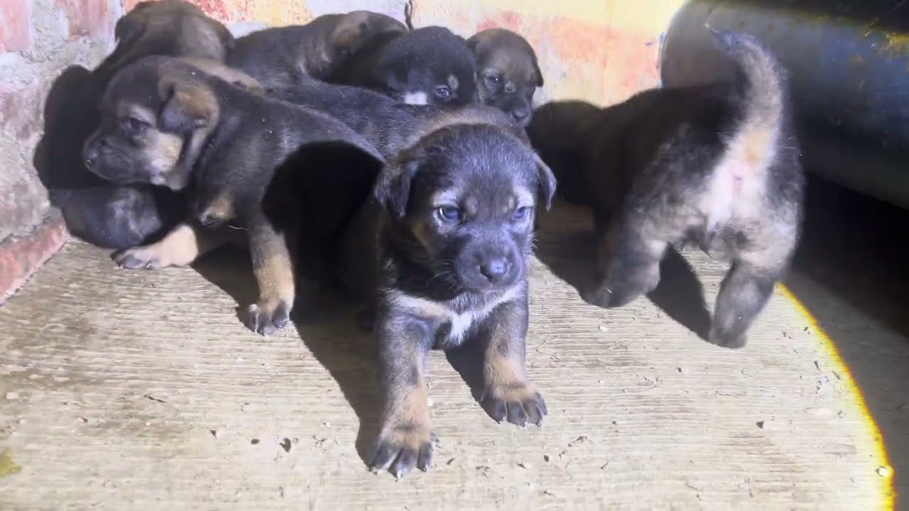 Checking on Newborn Puppies’ Health and Sleep at Night