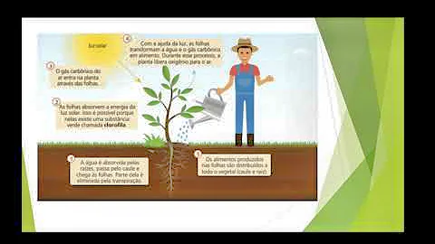 Como as plantas podem se comportar quando há falta de água?