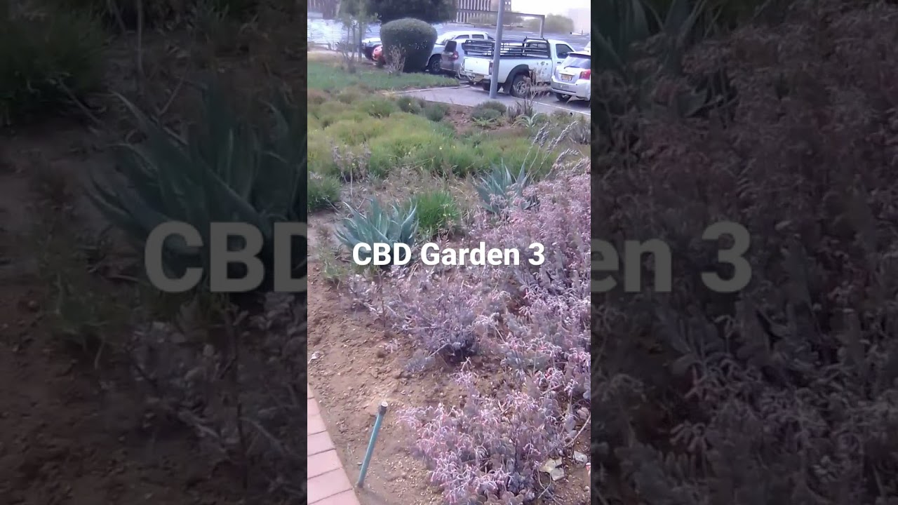 CBD Garden 3