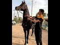أحبوا الخيل واصطبروا عليها فإن العز فيها والجمالا