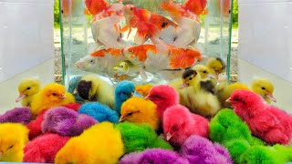 Menangkap Ayam Lucu, Ayam Rainbow, Bebek, Anak Itik, Ikan Cupang, Ikan Koi,Koki Kelinci, Lobster#237