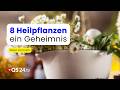 Der heilende Trunk der Indianer – uraltes Heilwissen neu entdeckt | Peter Emmrich | QS24 Gremium