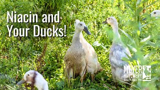 Niacin and Your Ducks!