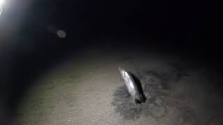 Grunion swim onto the beaches of san diego a few times year very
predictably. it's well worth visit to see them. you need licence if
want take t...