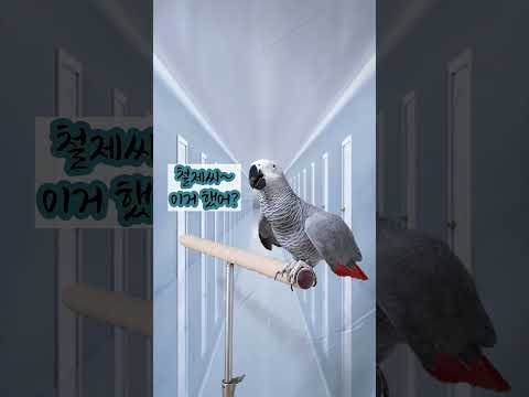 잘생긴 앵무새 미남 앵무새 [연구대상 <strong>앵무새똘이</strong>]#shorts