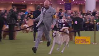 Canaan Dogs | Breed Judging 2026