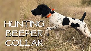 Hunting In The Field With A Beeper Collar - Upland Bird Dog Training