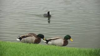 Module 2 Bird Clip Exercise