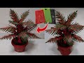 DIY Cara Membut Tanaman Palem Hias dari Plastik Kresek | How to make Palm Plant from Plastic Bag