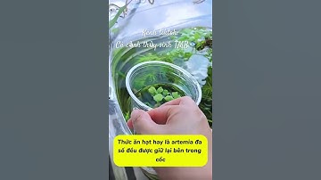 Chế dụng cụ cho cá ăn đơn giản-hiệu quả-hữu ích !