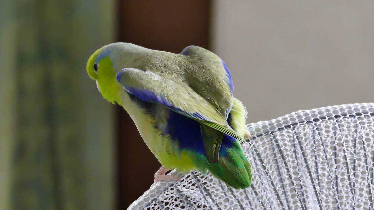 マメルリハの飼い方 性格 特徴 価格 寿命について 飼鳥情報サイト コンパニオンバード マメルリハの飼い方 性格 特徴 価格 寿命について 飼鳥情報サイト コンパニオンバード