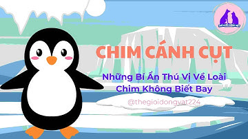 🐧Chim Cánh Cụt - Những Bí Ẩn Thú Vị Về Loài Chim Không Biết Bay | Thế Giới Động Vật