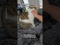 Simba Is Lazy To Make Biscuits Simba Is Lazy To Make Biscuits
