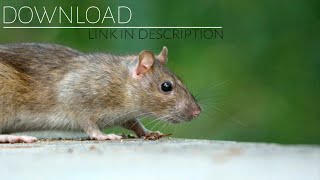 Sound Effect - Squeaking Mouse