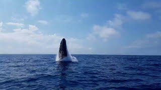 Humpback Jump || ViralHog
