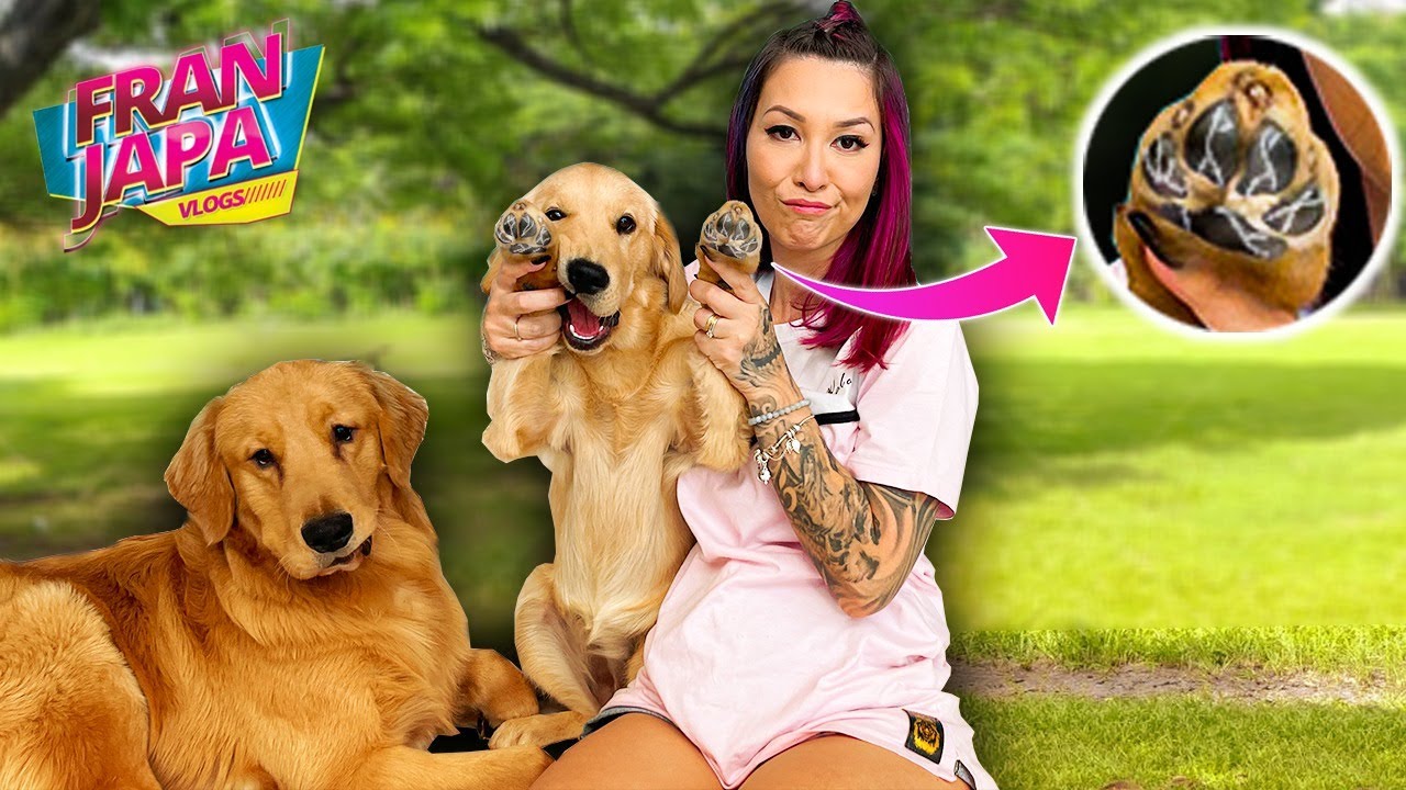 MEUS CACHORROS PRECISAM DE AJUDA !!! - Fran Japa