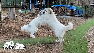 リボン攻防戦！パワーで圧倒するアランとスピードで凌駕するベルです　Great Pyrenees　グレートピレニーズ by 今日のルンルン / Today's RunRun 66,551 views 4 weeks ago 8 minutes, 56 seconds