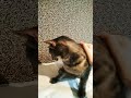 А ты милый мой кудряшка, с красивой ты мордашкой😁. #кот #котики