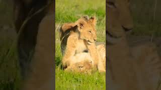 Little Play: Lion Cubs playing #wildlife #shortsafrica #animal #lion #lioncubs