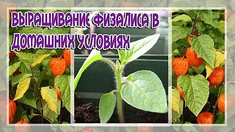 ВЫРАЩИВАНИЕ ФИЗАЛИСА В ДОМАШНИХ УСЛОВИЯХ! СОВЕТЫ ПО ПОСАДКЕ И УХОДЕ.