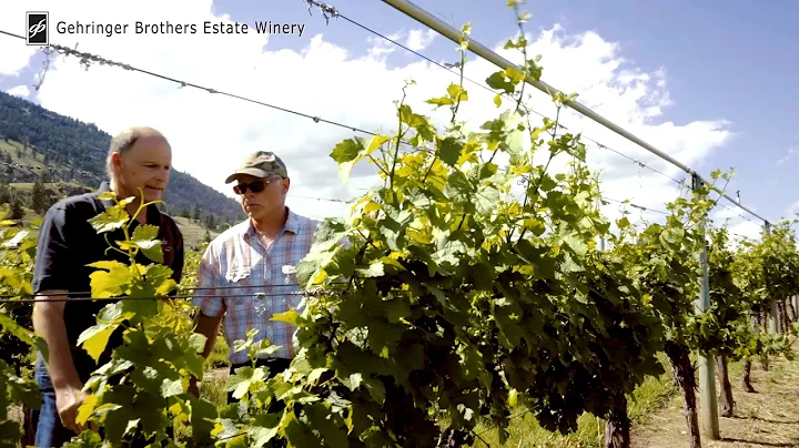 The Story of Gehringer Brothers Estate Winery