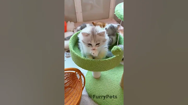 Watch the video about Very Cute baby ❤️🤣🤣#furrypets #cute #funny #animals #pets #cat #ytshort #shorts #youtubeshorts