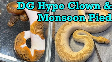 Next Level Pickups, ik kan niet wachten!