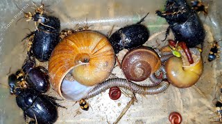 The Great Night To Find The Bugs And More Insects, Night Animals | Poison Bug Beetles | Millipedes